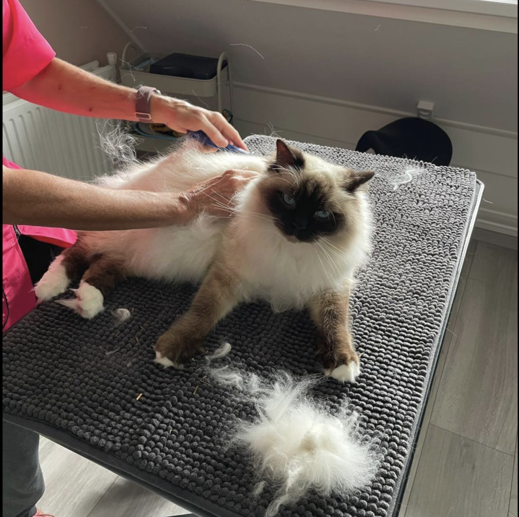 katten trimmen behandeling rustig zonder stress