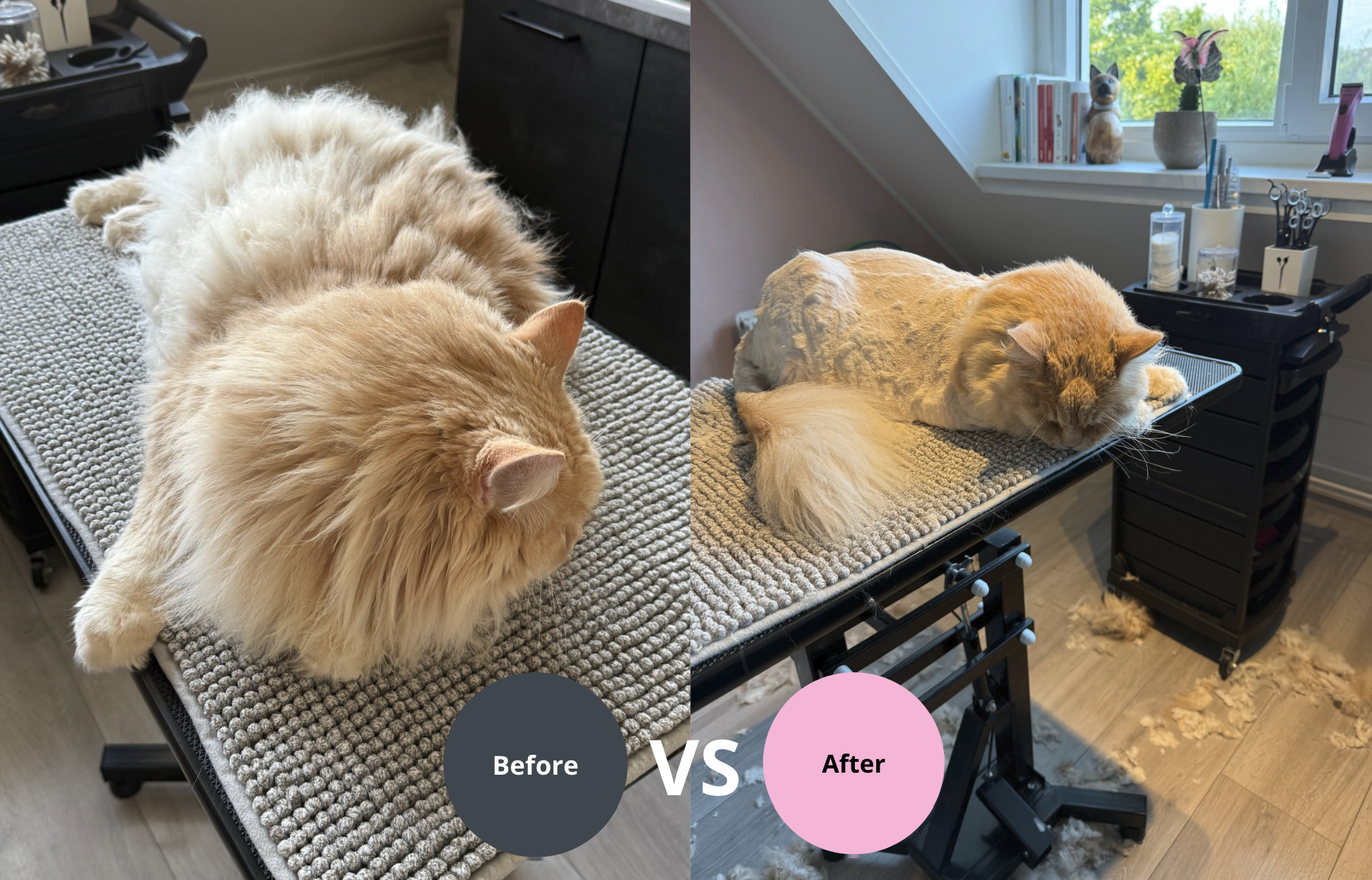voor en na resultaat katten trimbehandeling