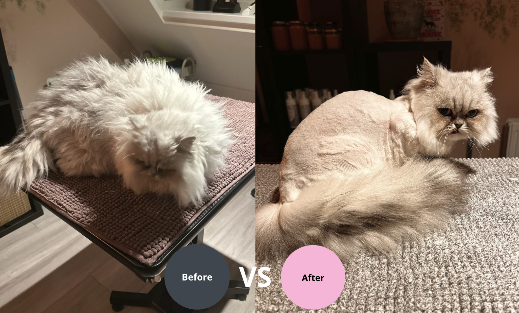 voor en na resultaat katten trimbehandeling