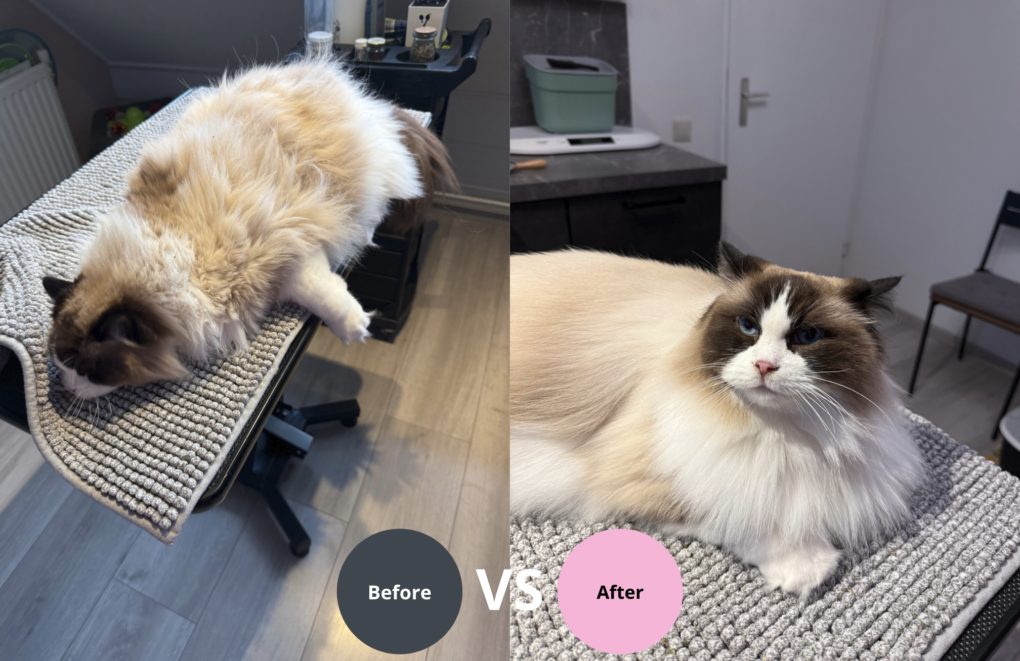 voor en na foto van kat na trimbehandeling met zichtbaar verschil in vacht