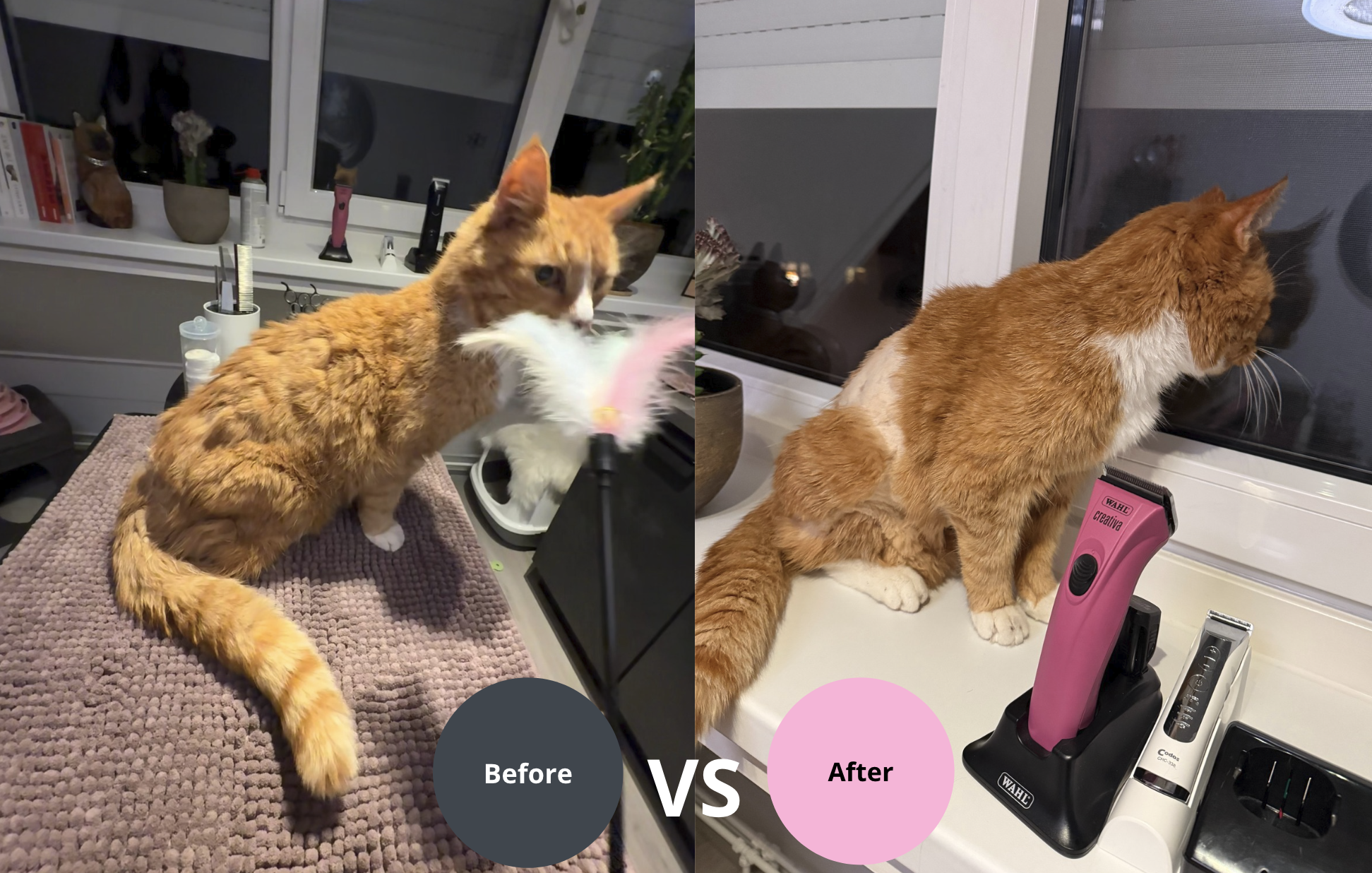 voor en na resultaat katten trimbehandeling