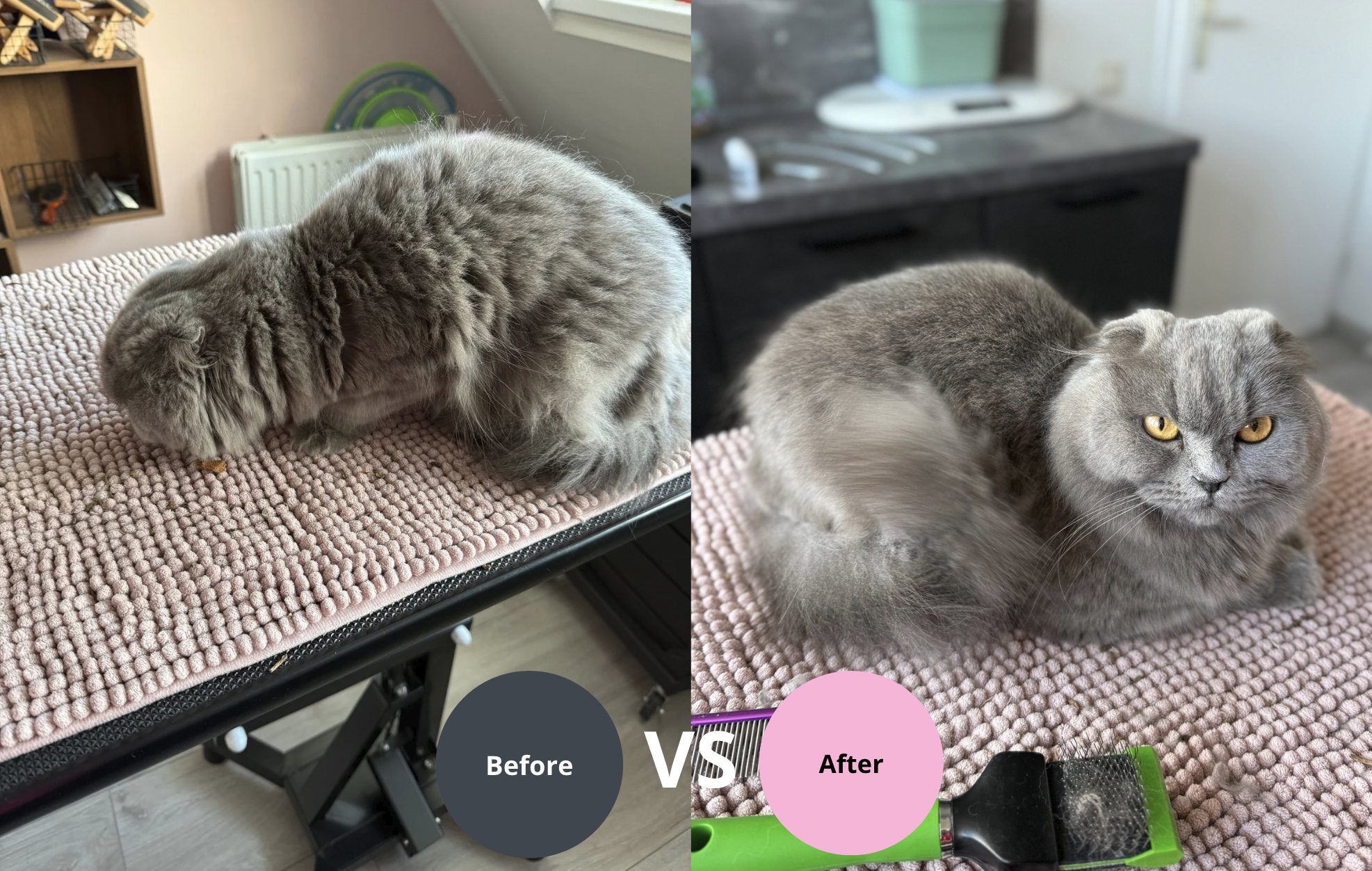 voor en na resultaat katten trimbehandeling
