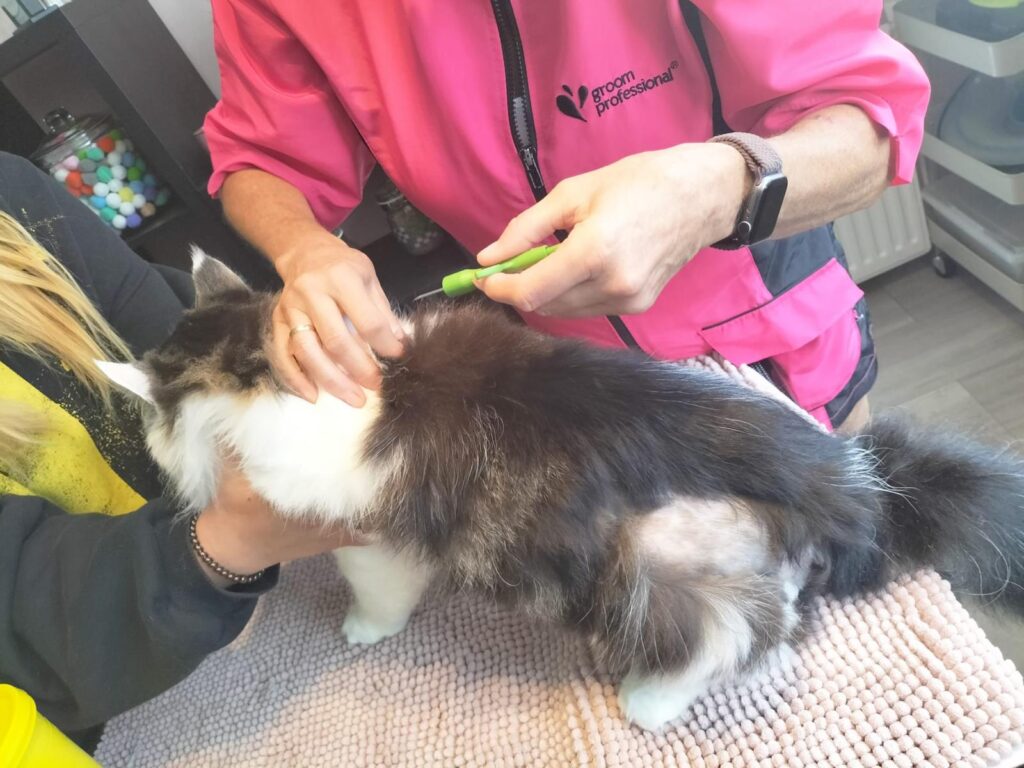kat laten chippen bij kattentrimsalon essie