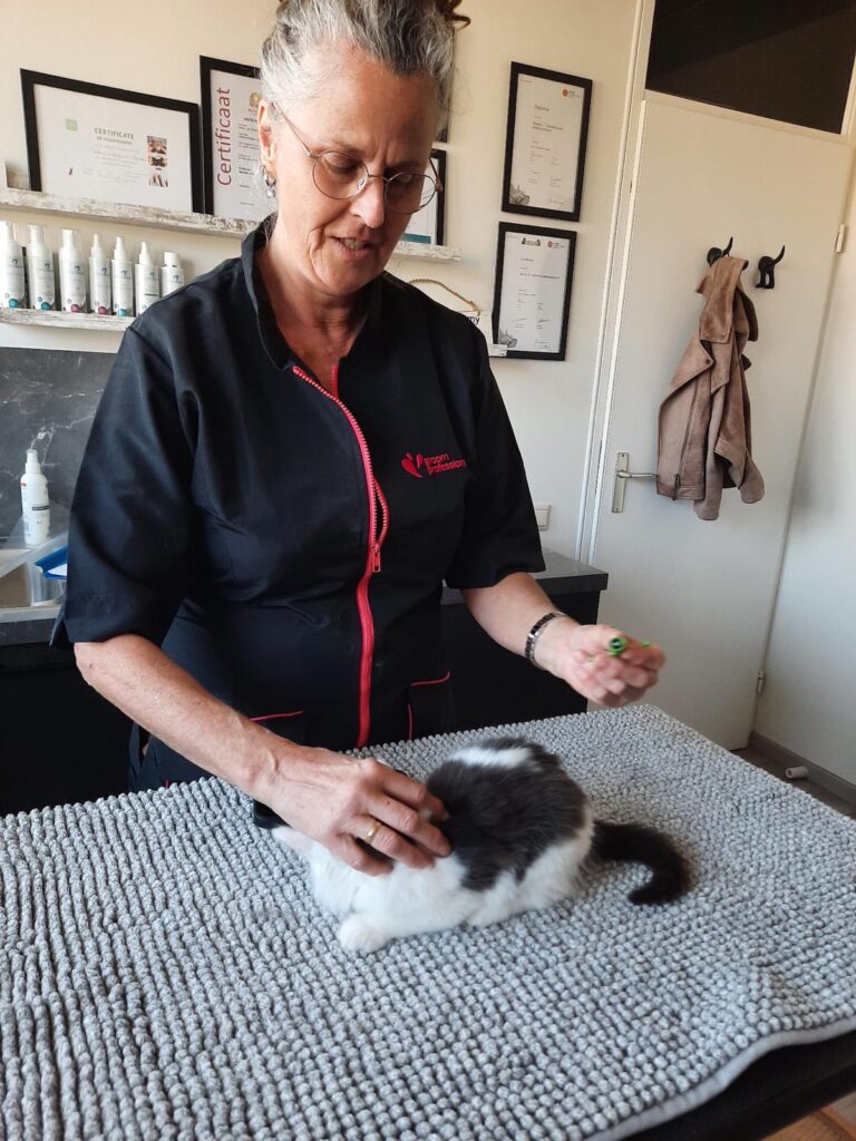 kat laten chippen bij kattentrimsalon essie