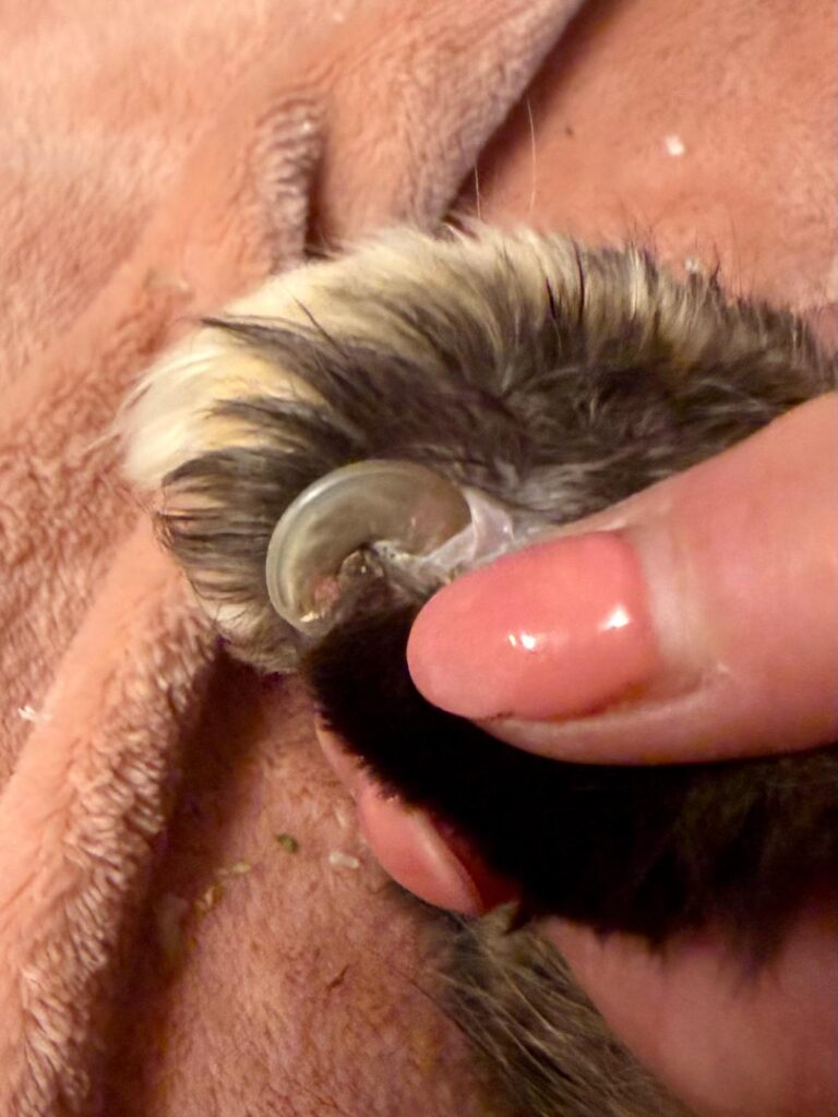kat nagels checken