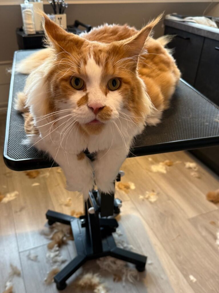 kat laten timmen bij kattentrimsalon essie