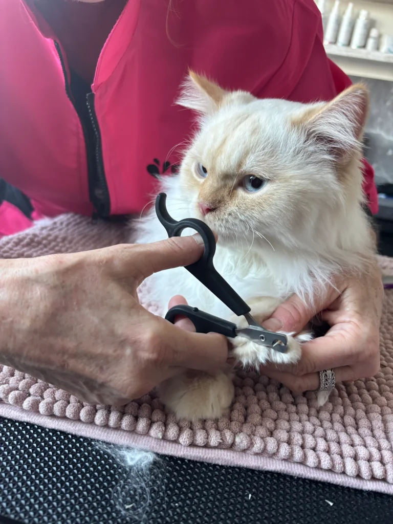 nagels knippen kat