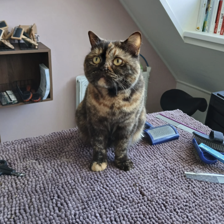 kattentrimsalon Dronten