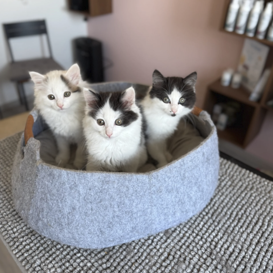 kittens chippen en registreren