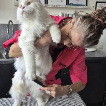katten trimmen tarieven behandeling kat trimsalon