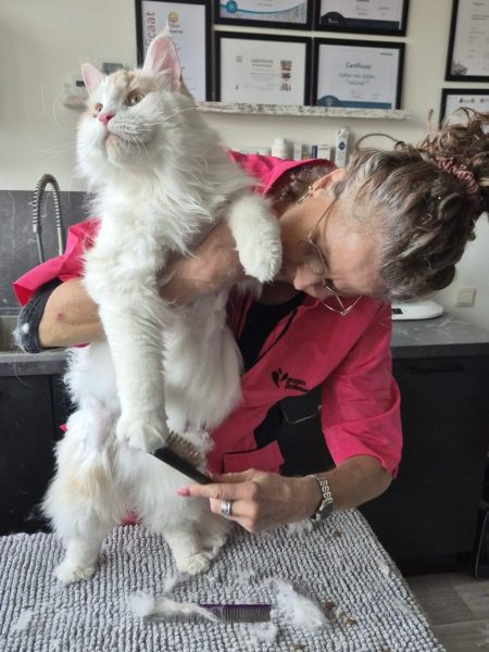 katten trimmen tarieven behandeling kat trimsalon