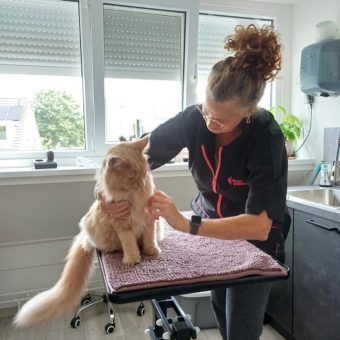 katten trimsalon Essie behandeling rustige verzorging