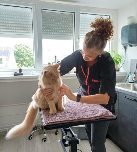 katten trimsalon Essie behandeling rustige verzorging