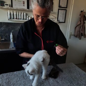 kat laten chippen bij kattentrimsalon essie