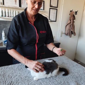kat laten chippen bij kattentrimsalon essie