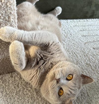 gedragstherapie katten
