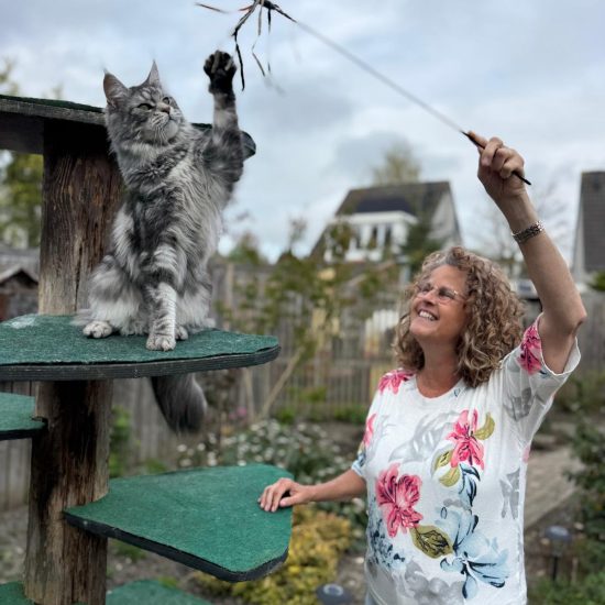 kattentrimsalon rustige behandeling kat zonder stress